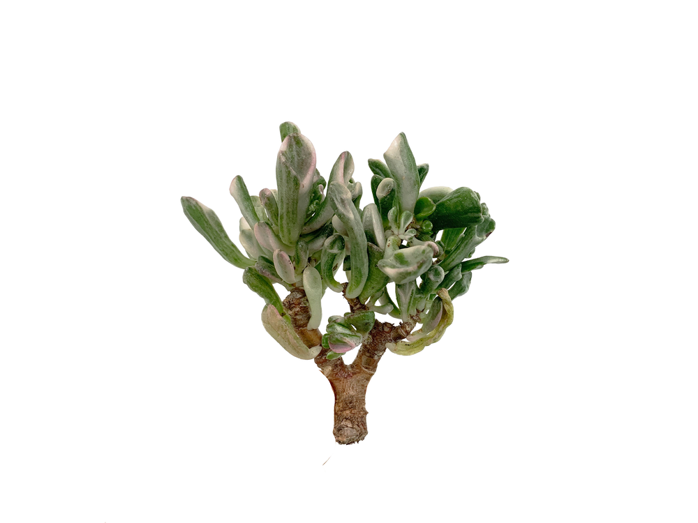 
                
                    Load image into Gallery viewer, Crassula Obilqua Gollum Var.
                
            