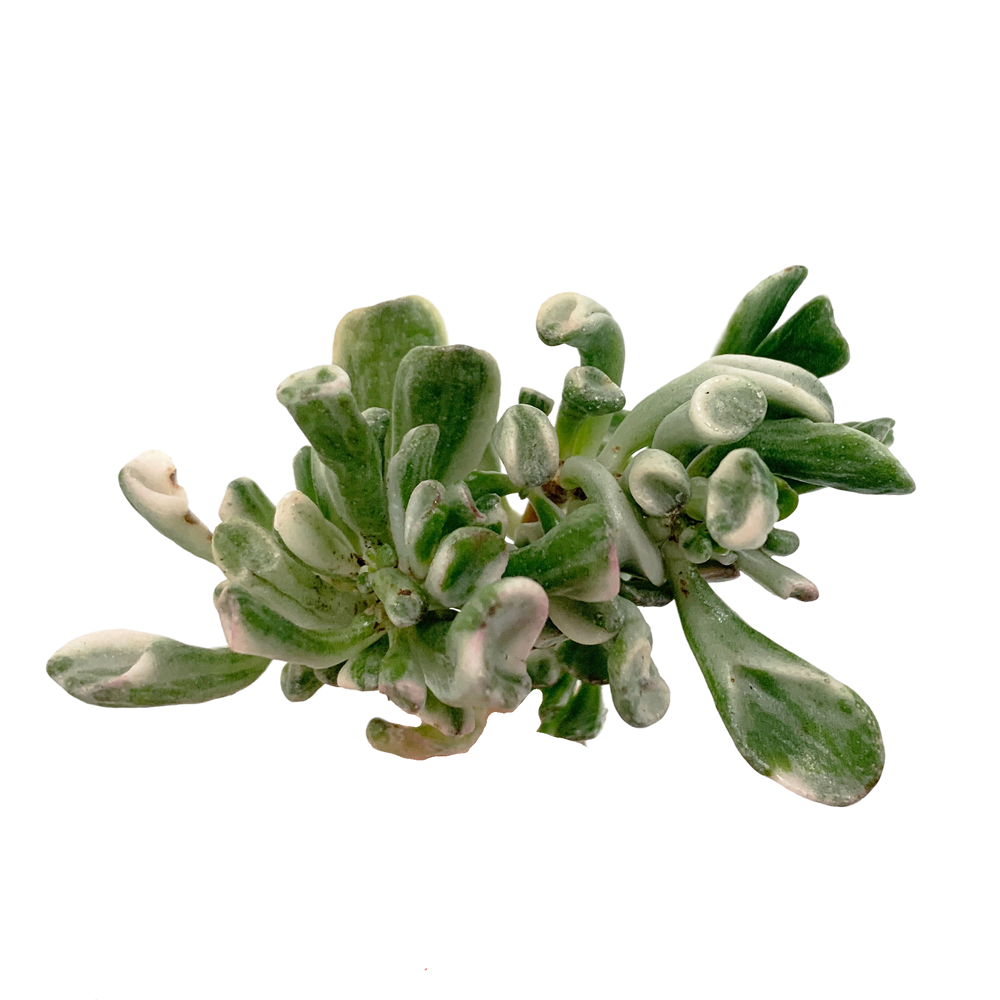 Crassula Obilqua Gollum Var.