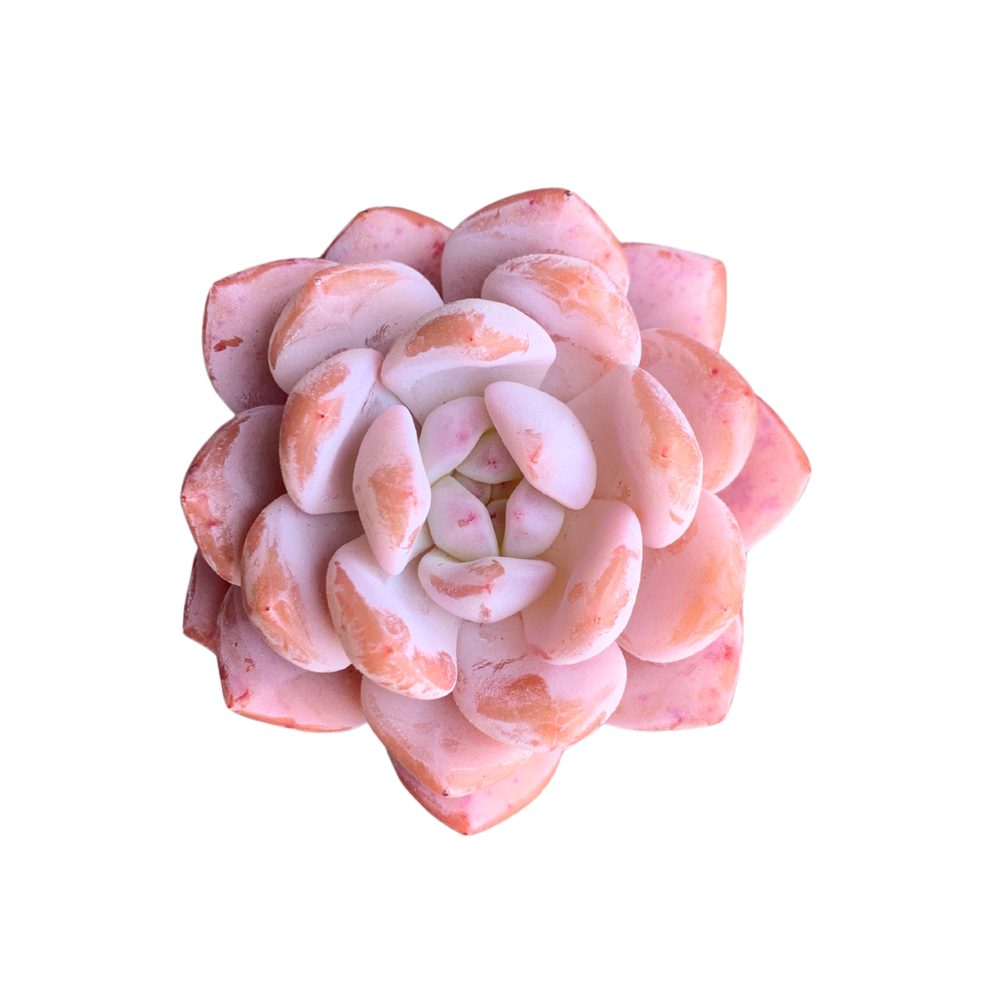 Echeveria Orange Monroe