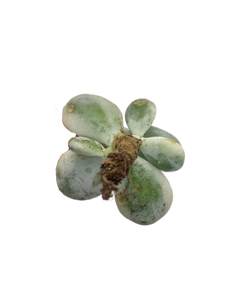 Cotyledon Orbiculata Variegated