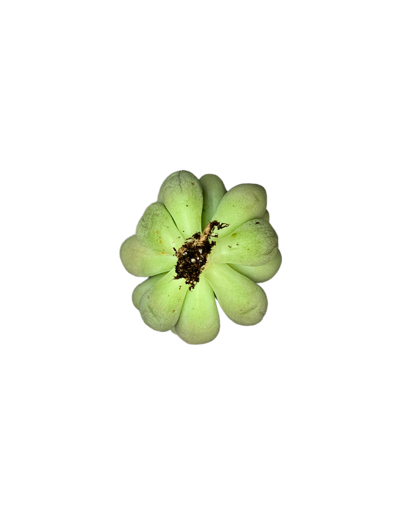 Pachyphytum YU