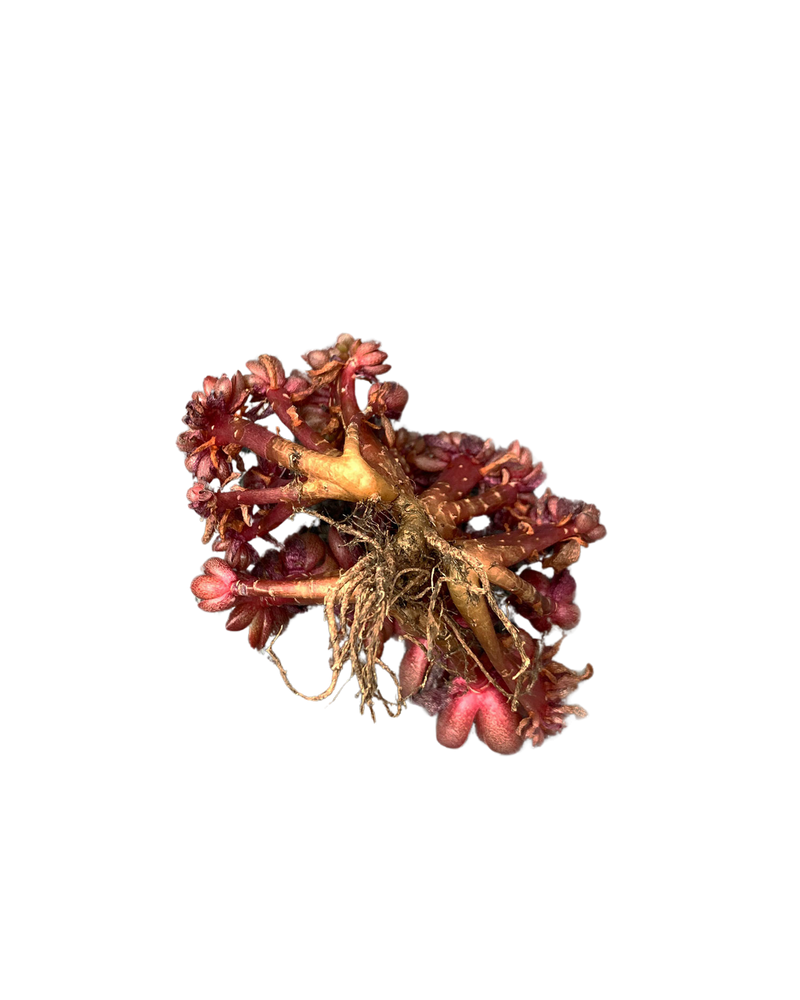Echeveria Pashiklata
