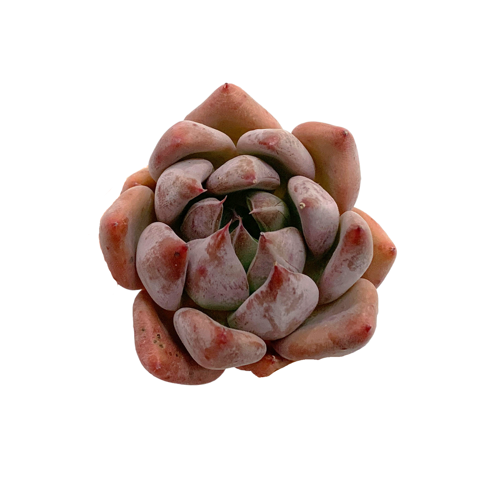 Echeveria Pena