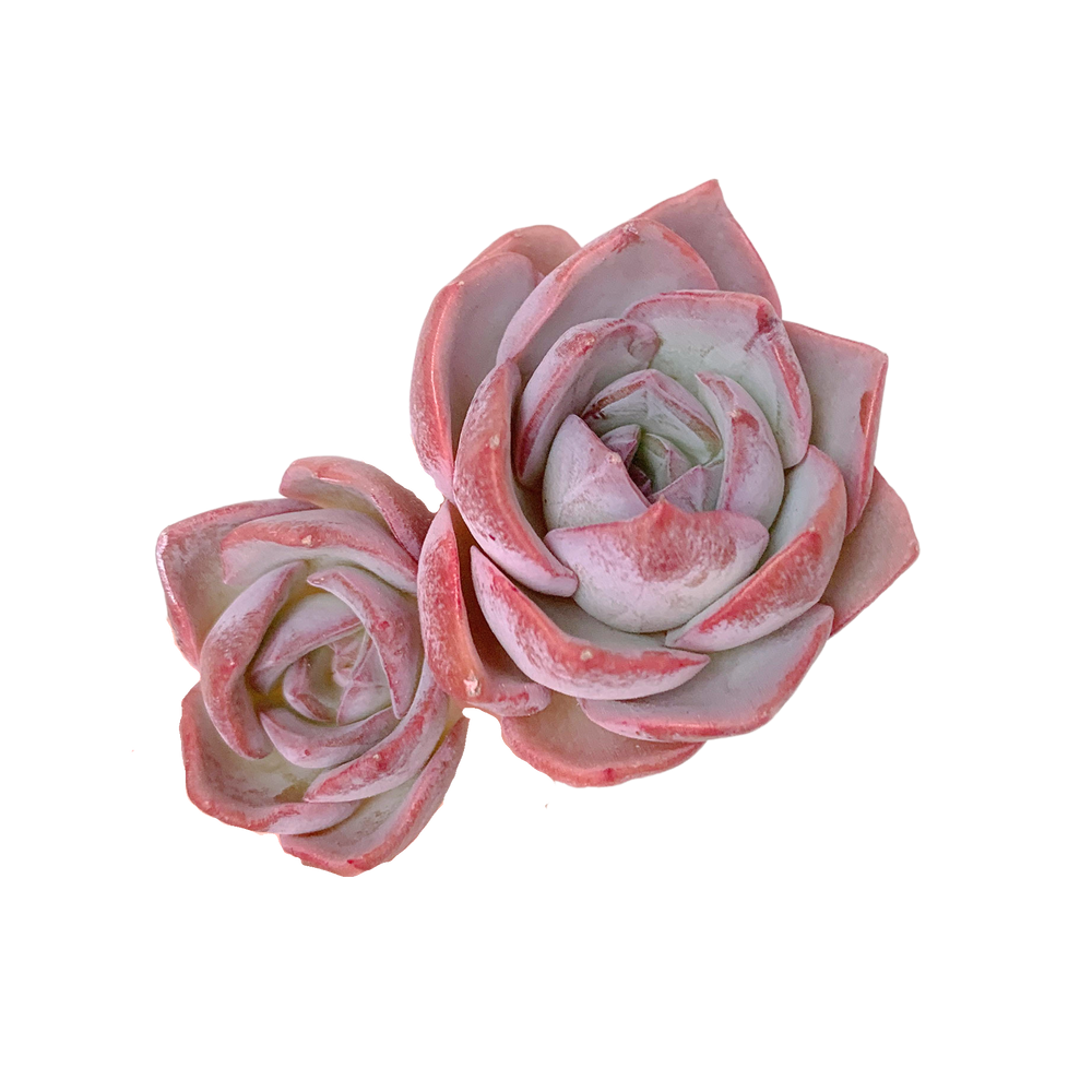 
                
                    Load image into Gallery viewer, Echeveria Pink Lipstick
                
            