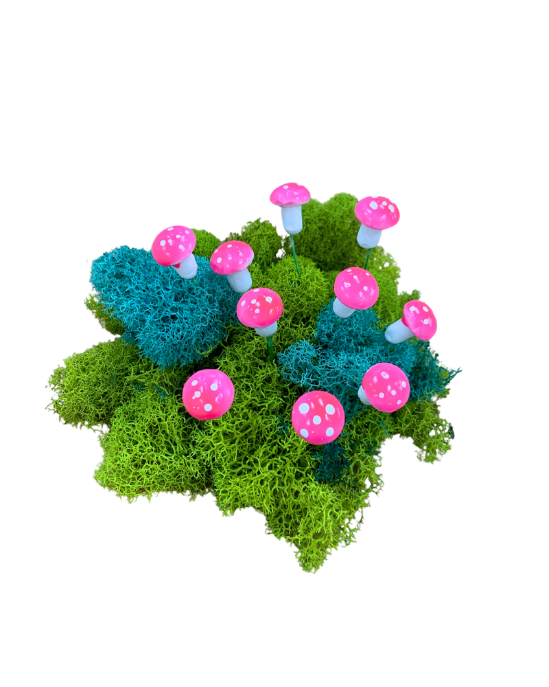 Micro Succulent Decoration