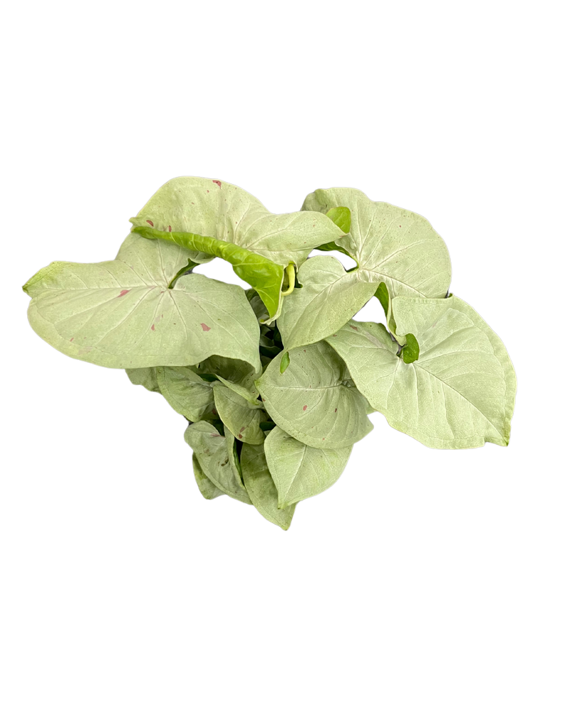 Syngonium Pink Salmon
