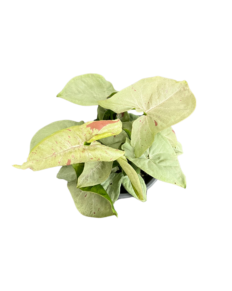 Syngonium Pink Salmon