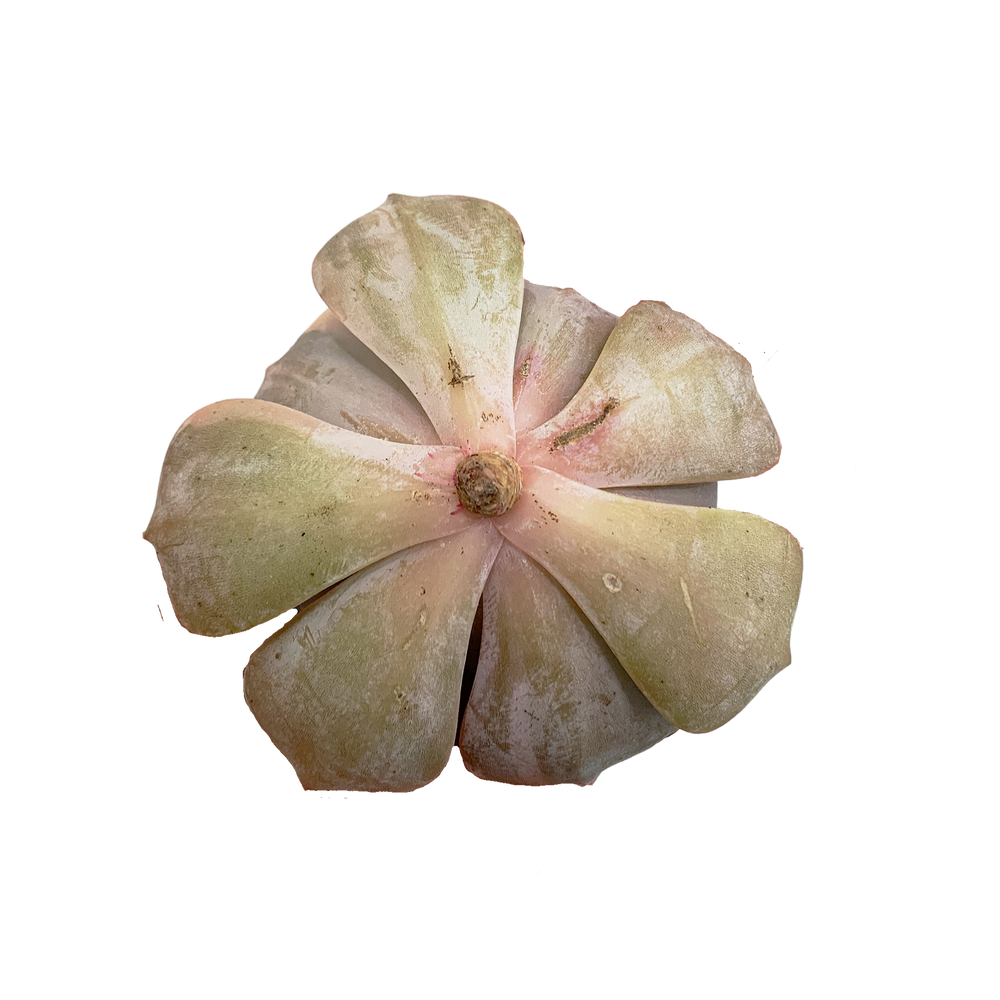 Echeveria Pollux Var.