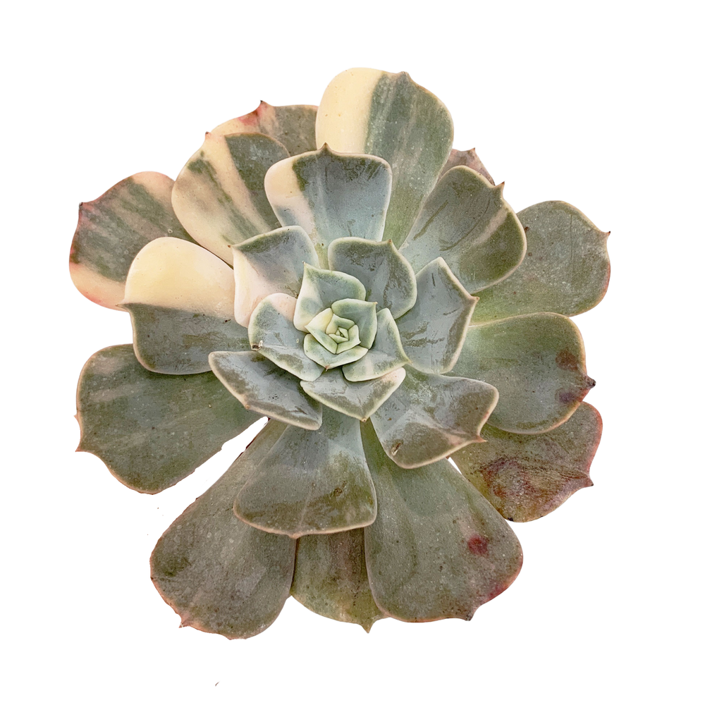 Echeveria Pollux Var.