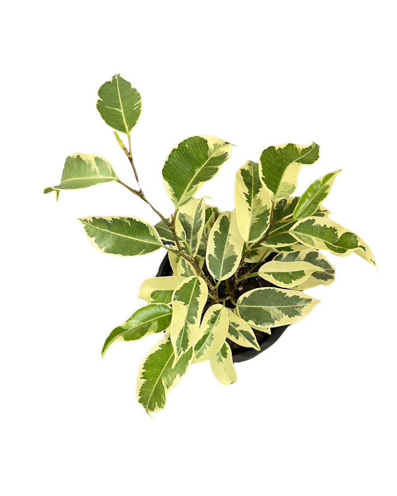 Ficus Benjamina (Weeping figs) Variegated