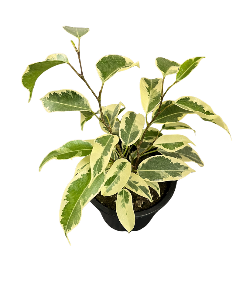 Ficus Benjamina (Weeping figs) Variegated