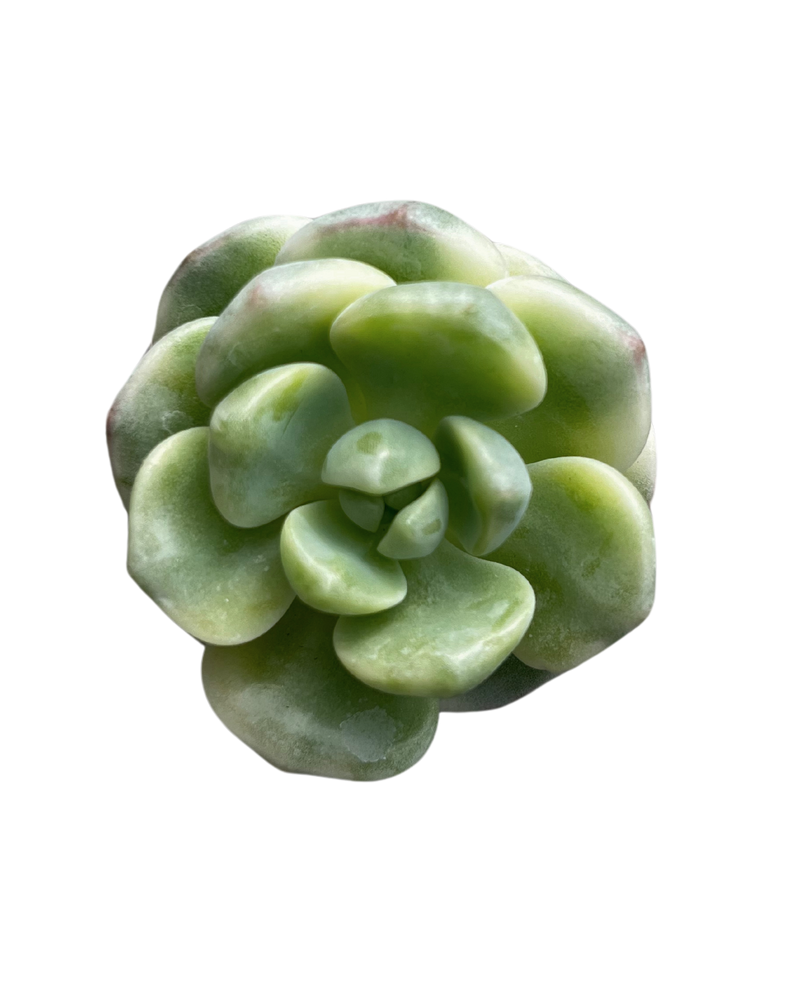 Sedeveria Pudgy Var.