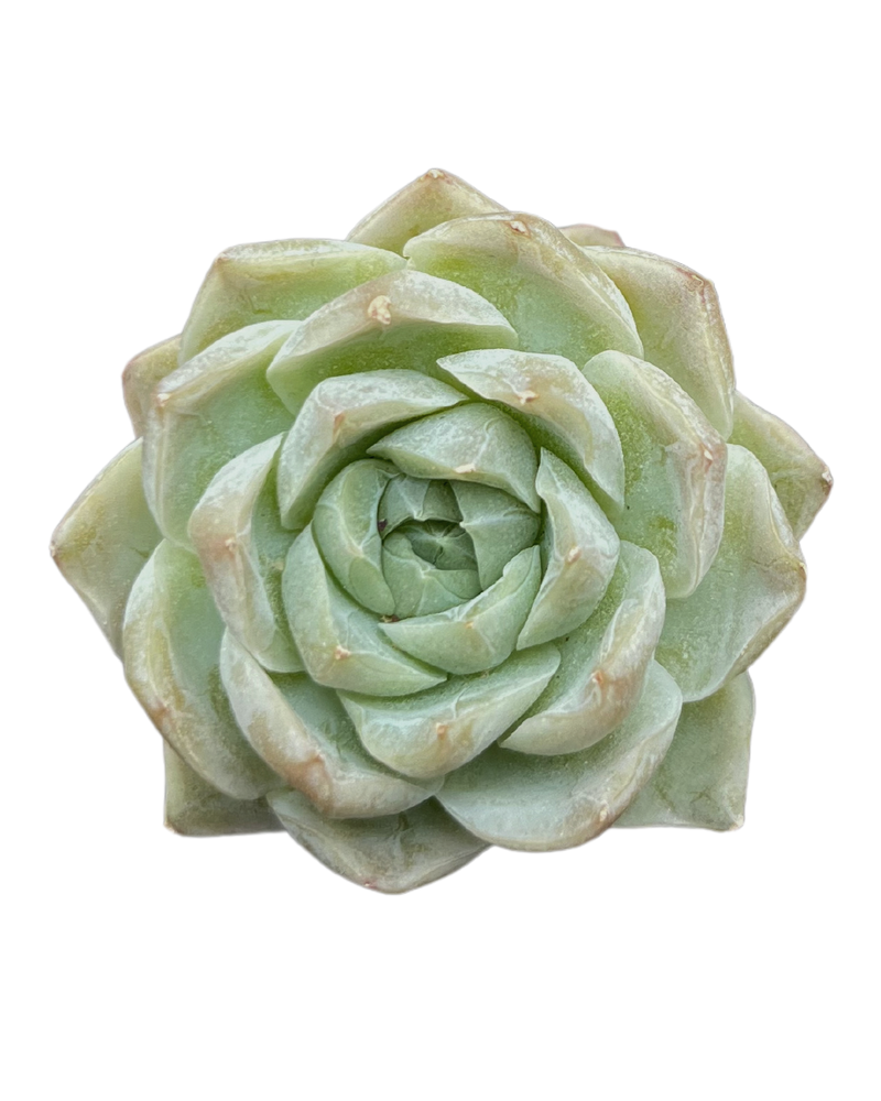 Echeveria Queen's Rose