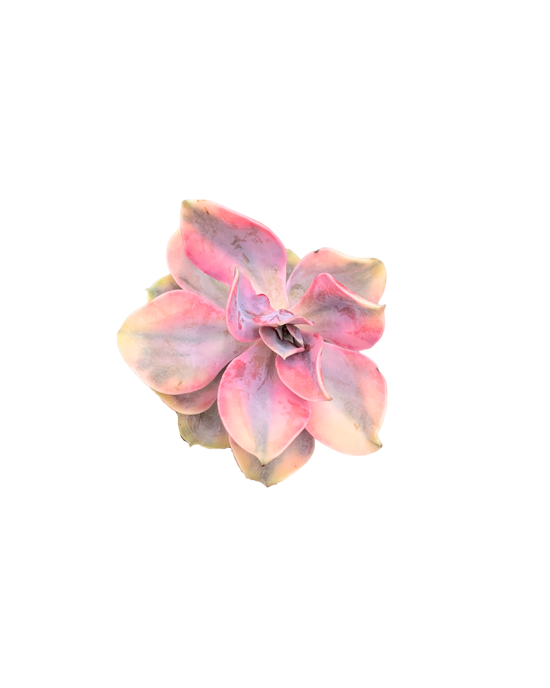 Echeveria Rainbow