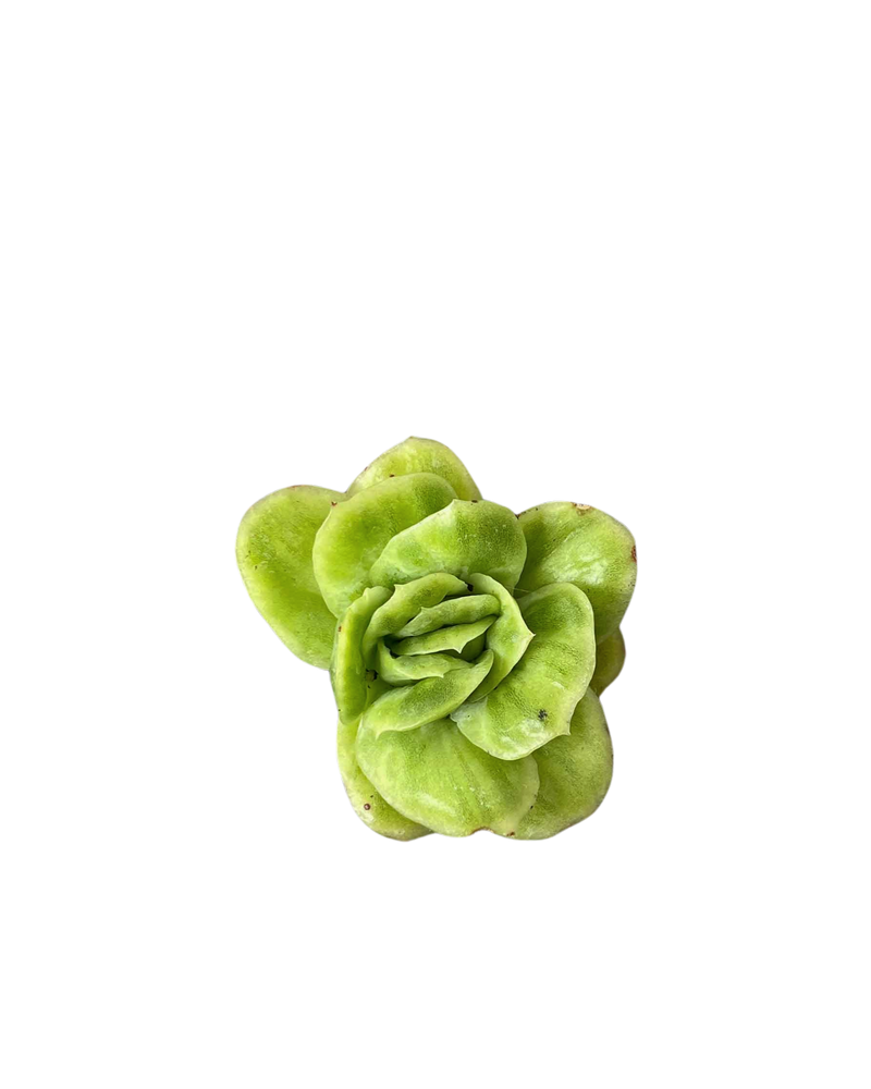 Echeveria Raspberry Ice Var.