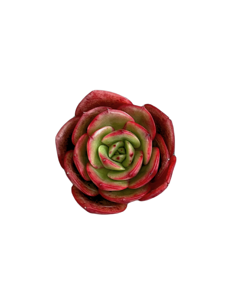 Echeveria Red Fantasy