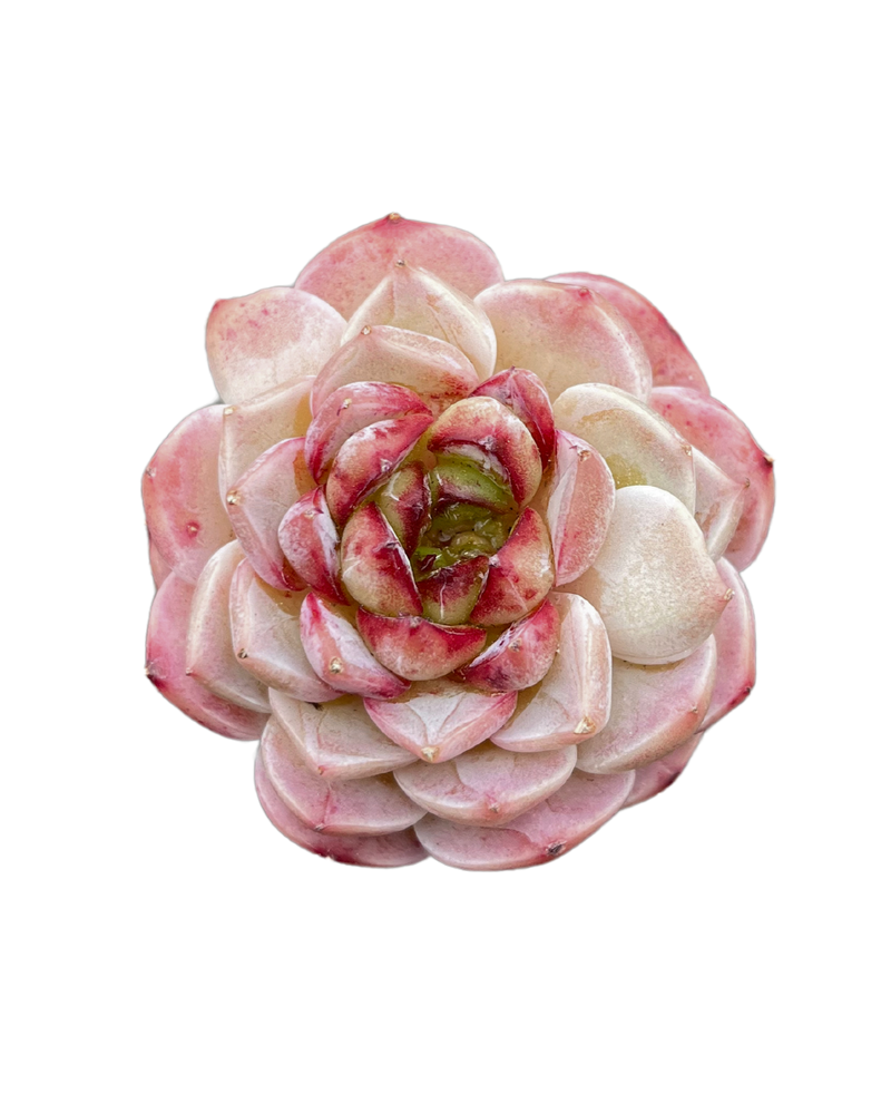 Echeveria Red Velvet - One Head