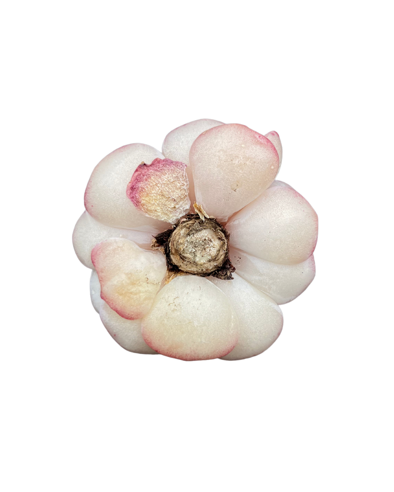
                
                    Load image into Gallery viewer, Echeveria Red Velvet - One Head
                
            