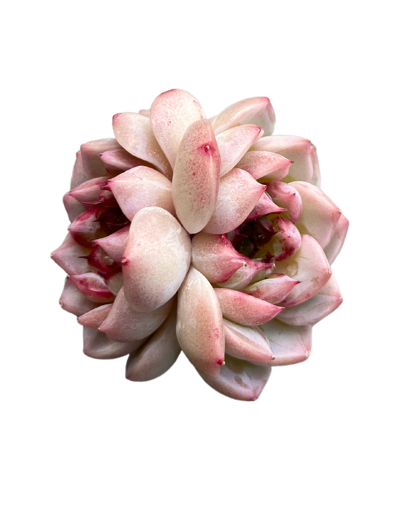 Echeveria Red Velvet (Custer)