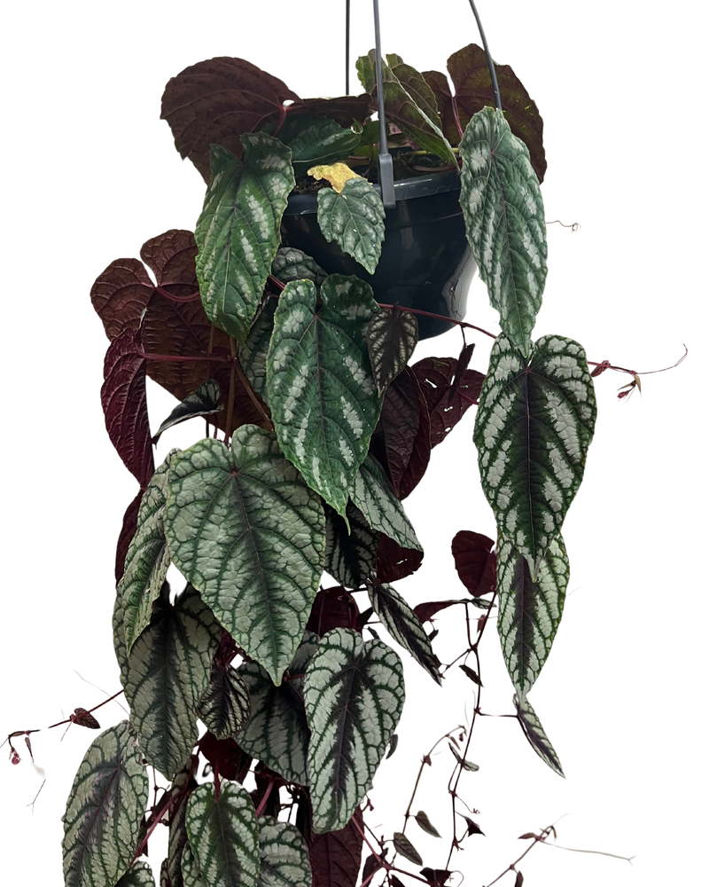 Rex Begonia Vine