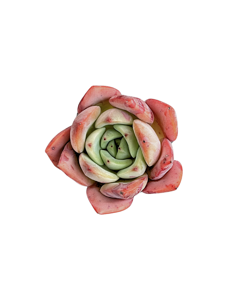 Echeveria Salmon