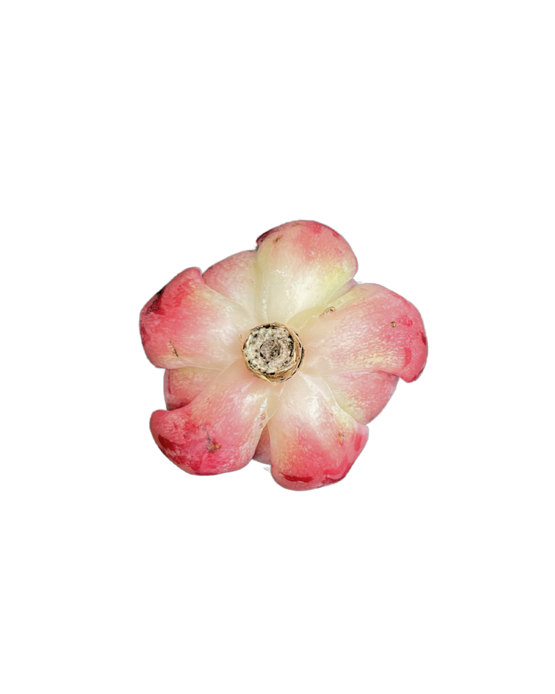 Echeveria Salmon