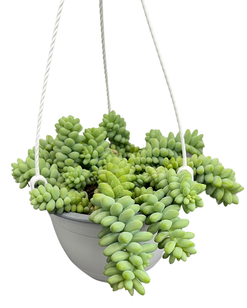 
                
                    Load image into Gallery viewer, Sedum Burrito
                
            