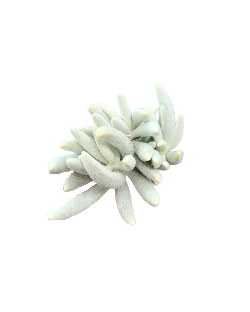 Senecio Haworthia
