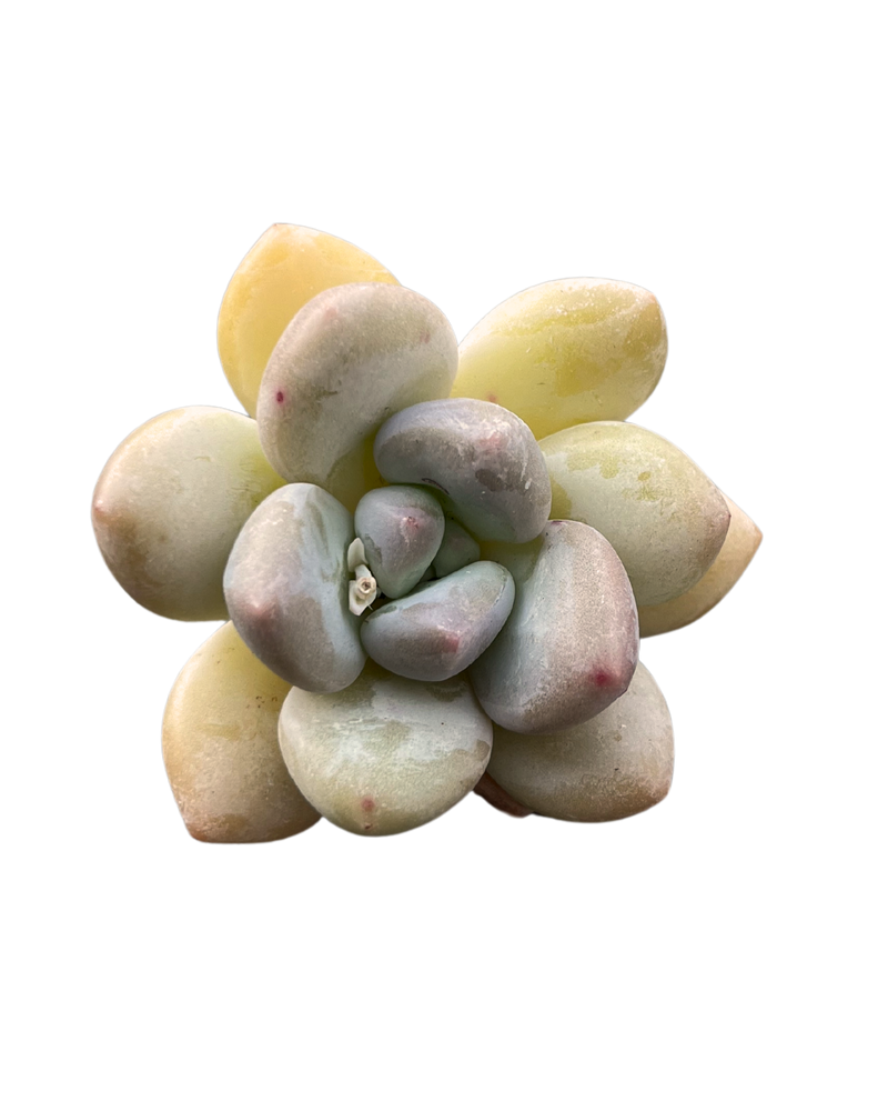 Echeveria Snow Peach