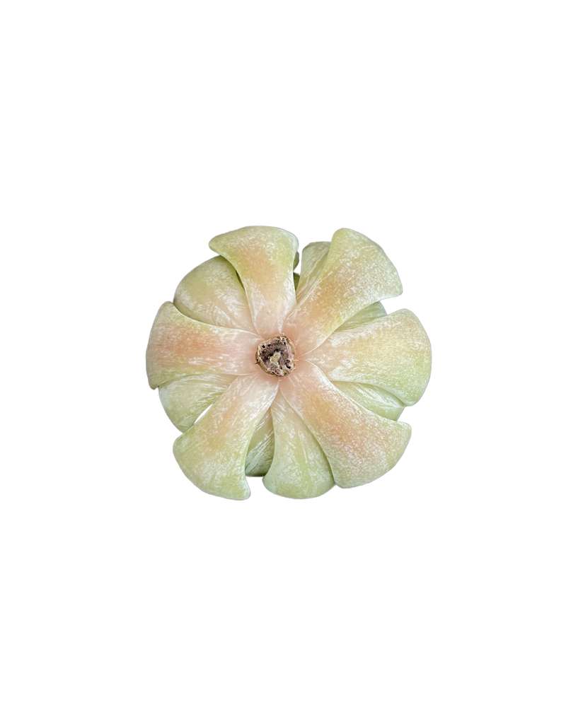 
                
                    Load image into Gallery viewer, Echeveria Snow Shower
                
            