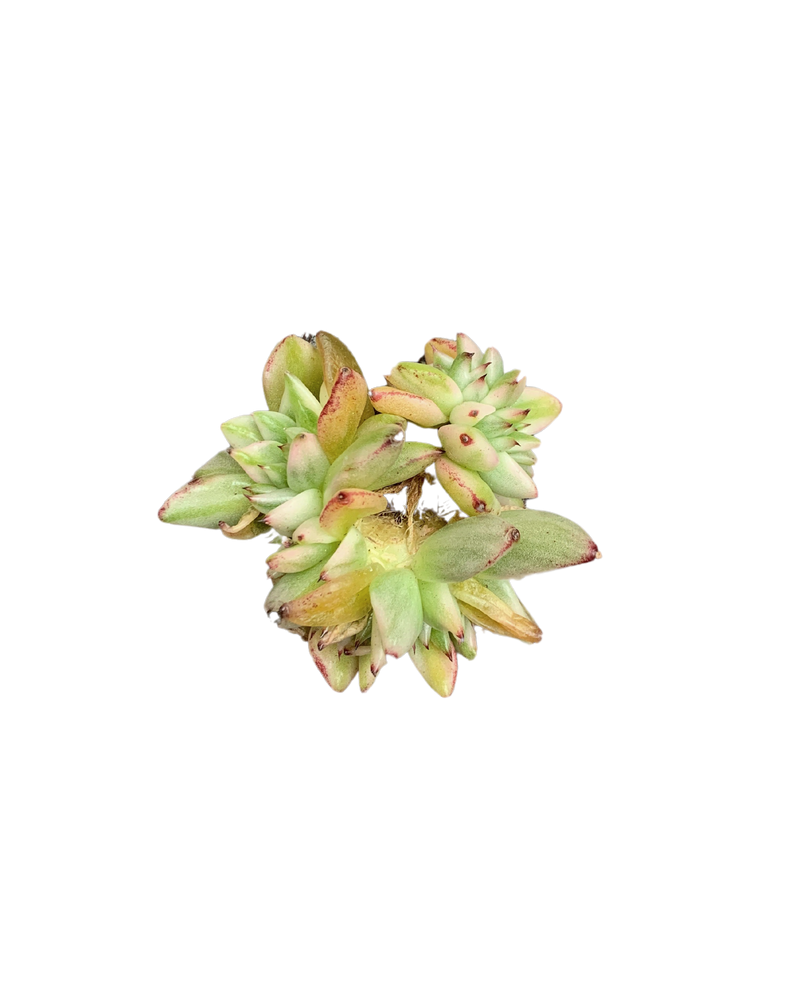 Echeveria Ek Soul Cristata Var.
