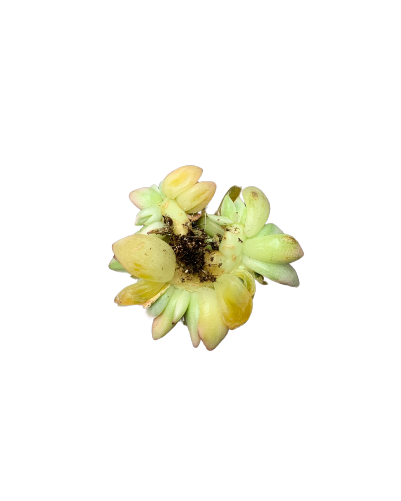 Echeveria Ek Soul Cristata Var.