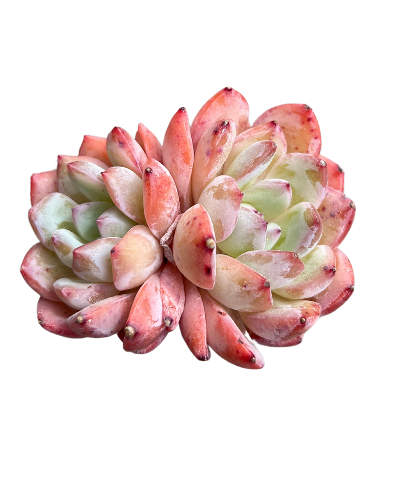 Echeveria Star Snow (2 head)