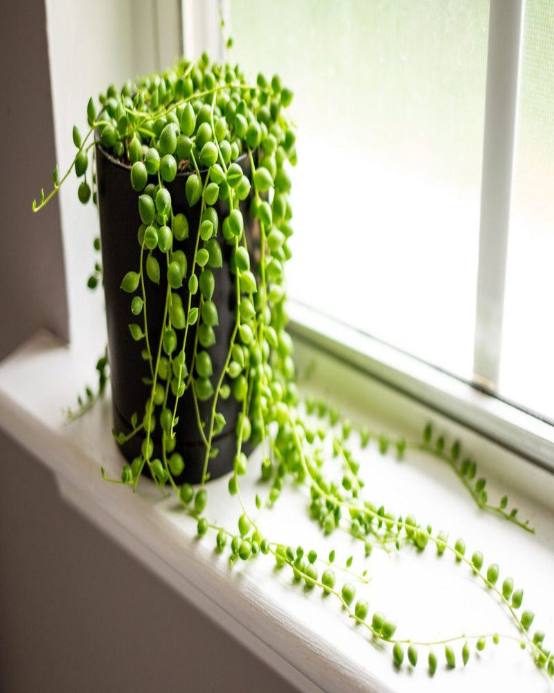 String of Pearls