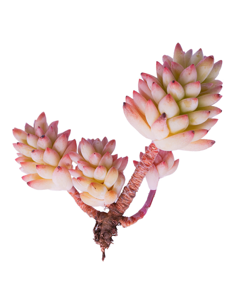 Echeveria Super Brow (cluster)