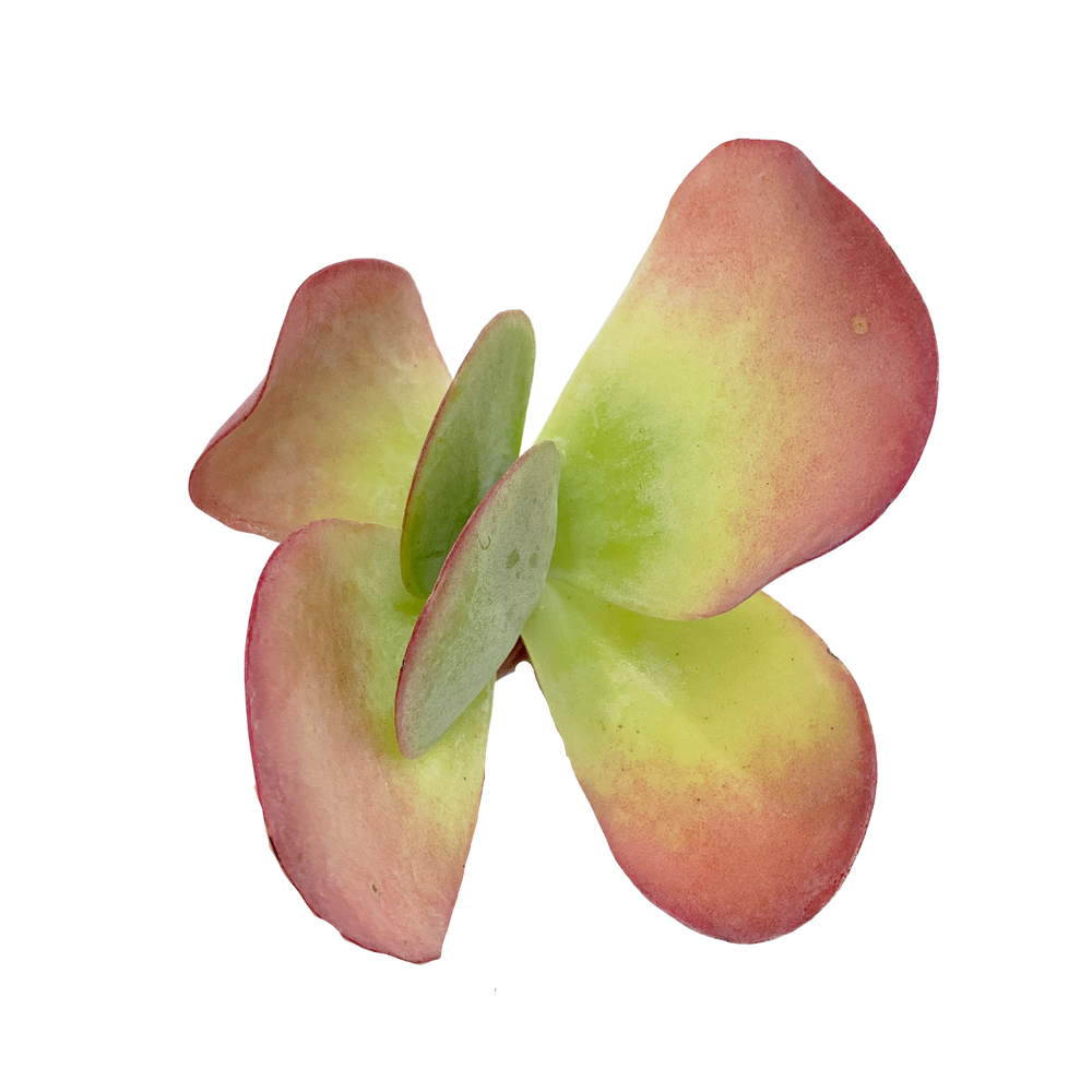 Kalanchoe Thyrsifolia