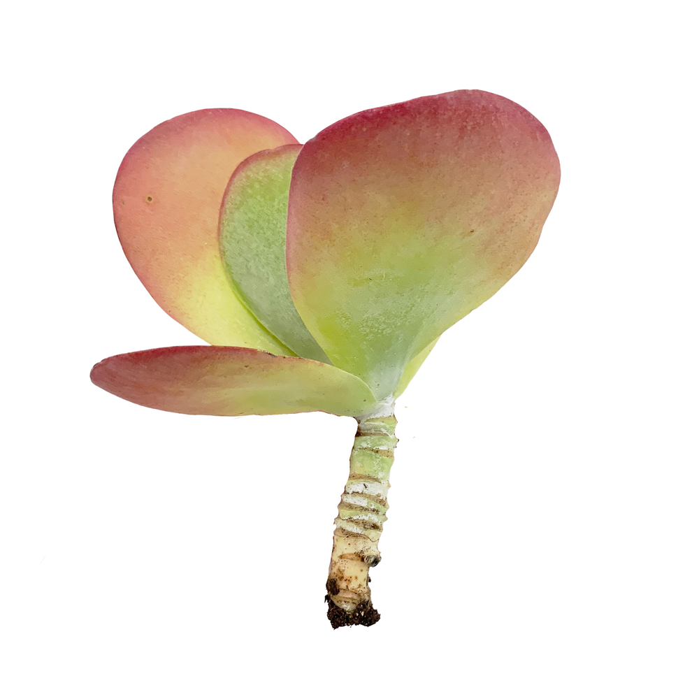 Kalanchoe Thyrsifolia
