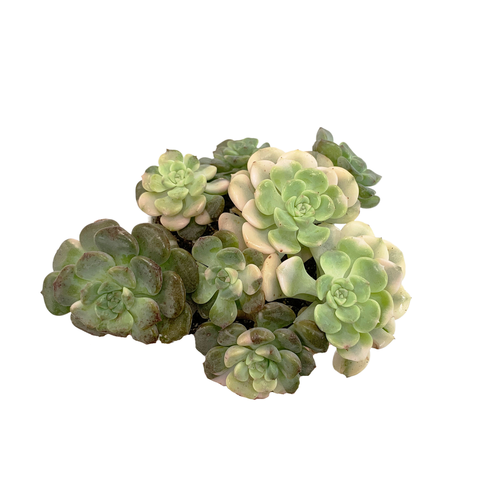 Echeveria Tinkerbell Variegated