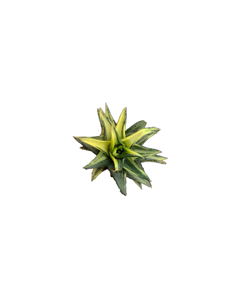 Haworthia Turtuosa Var.