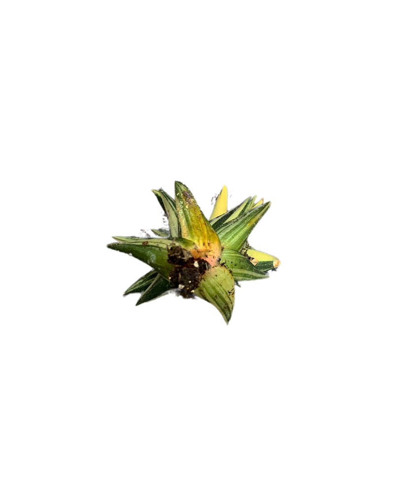 Haworthia Turtuosa Var.