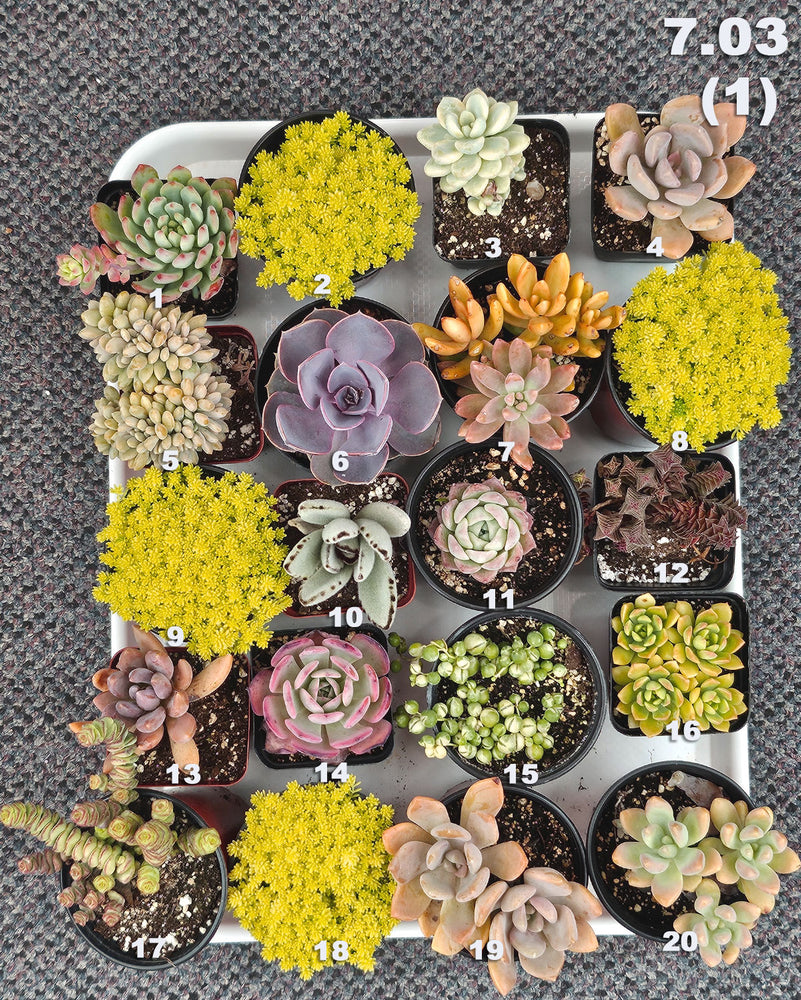 7.03 (1)(2)(3)(4)(5) Local Succulents Premium One-of-Kind