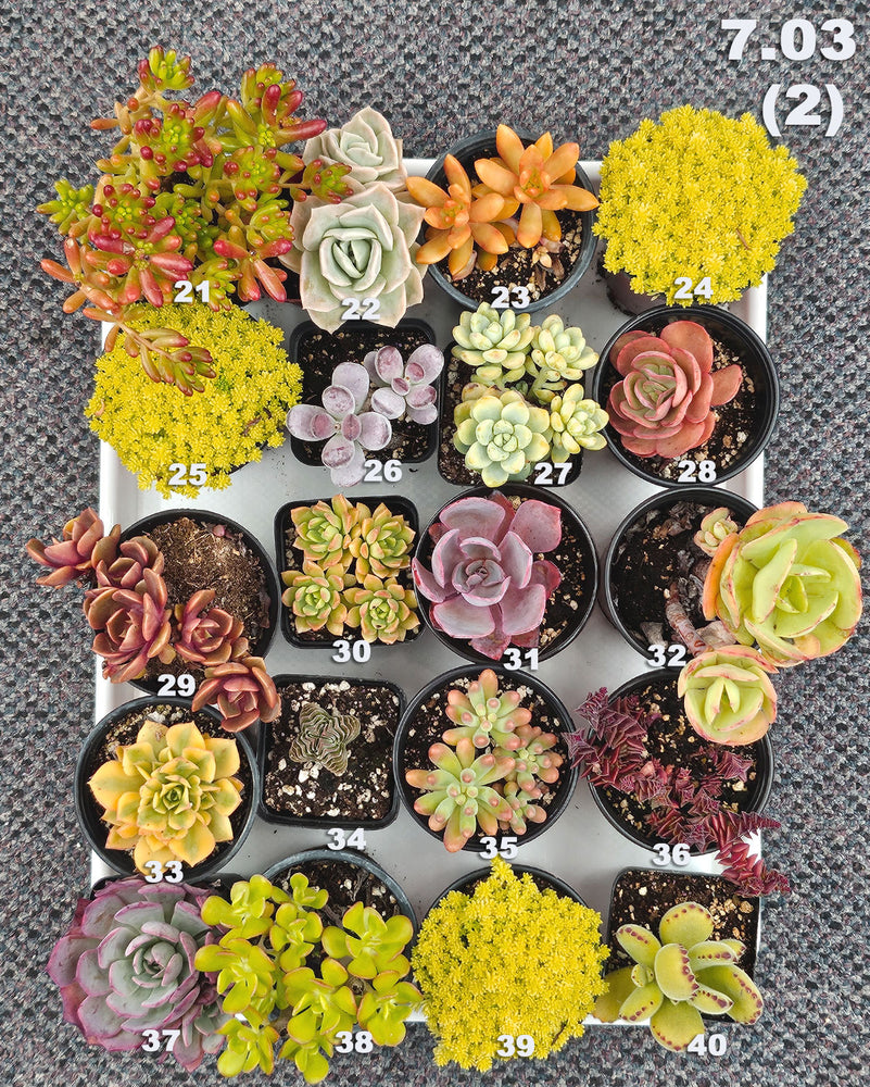7.03 (1)(2)(3)(4)(5) Local Succulents Premium One-of-Kind