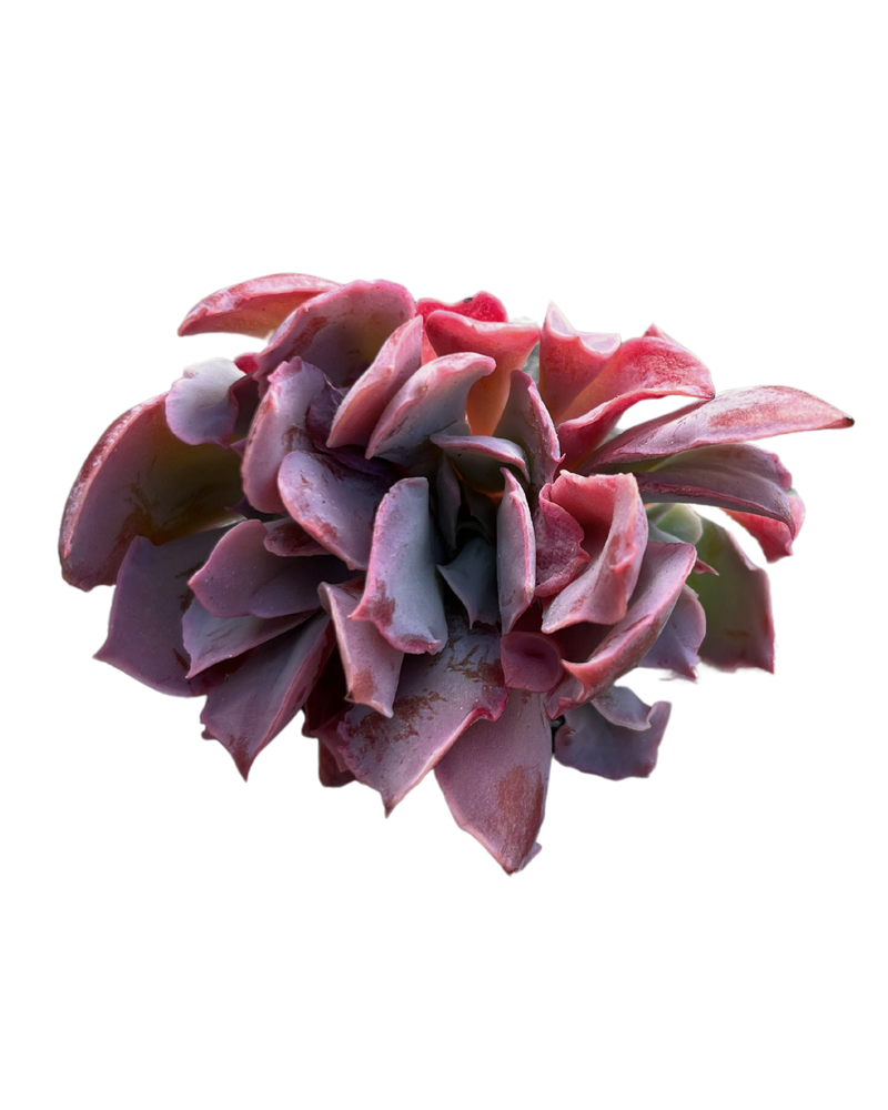 Echeveria Trumpet Pinky