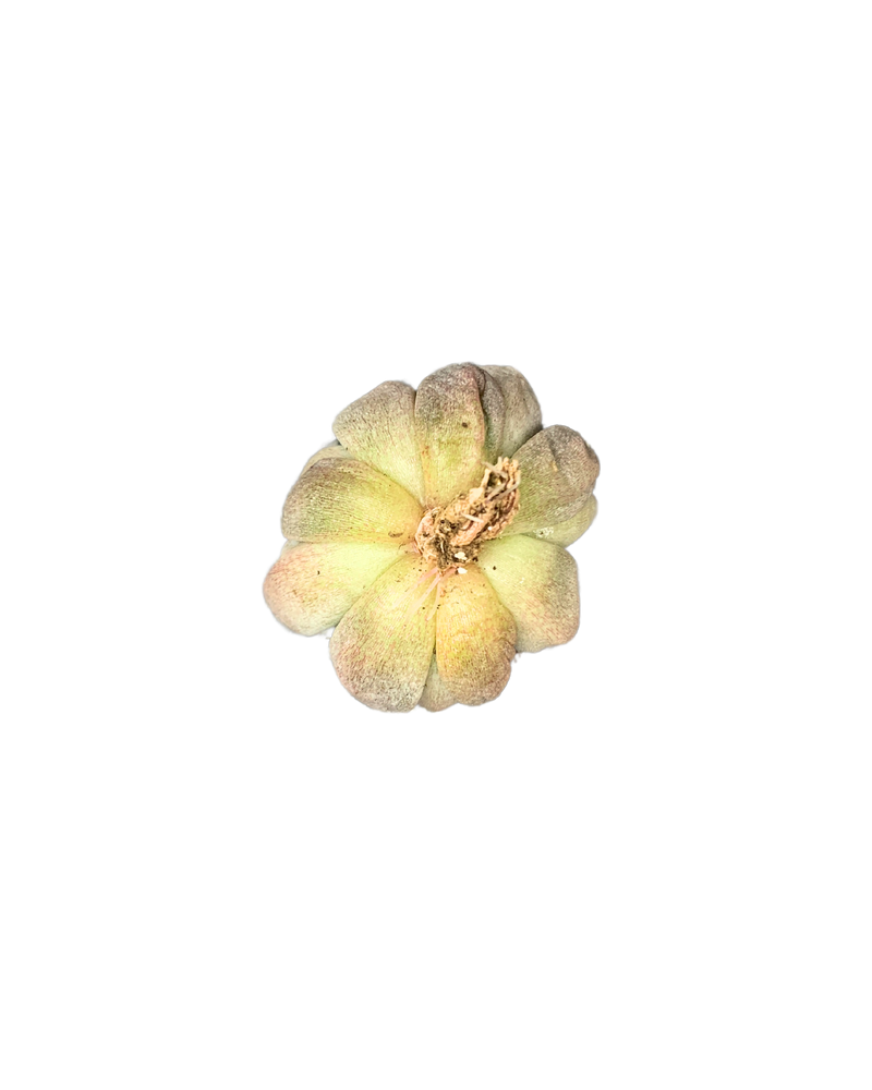 Echeveria Unguiculata