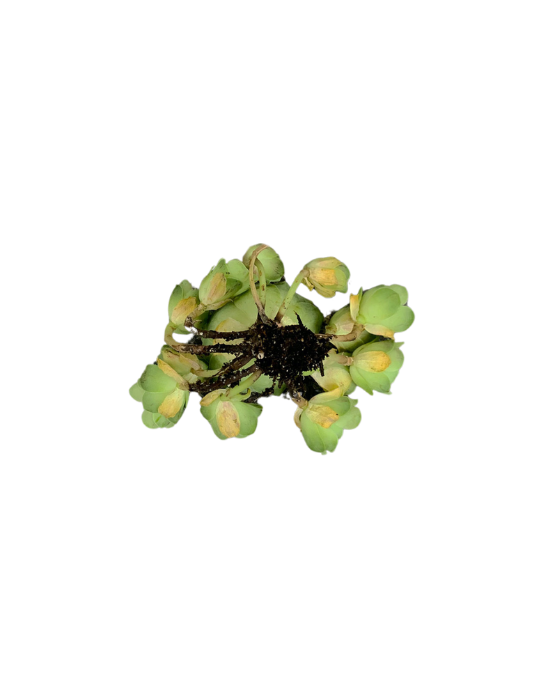 Greenovia YunShang