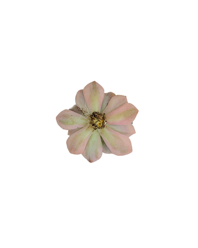 Echeveria Zahnii cv. Hoveyi Var.