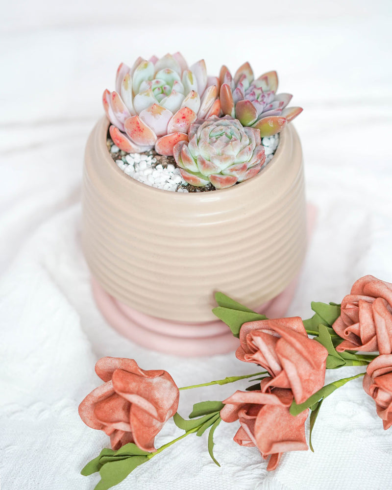 "Grow Your Love" Premium Potted Succulent Arrangement