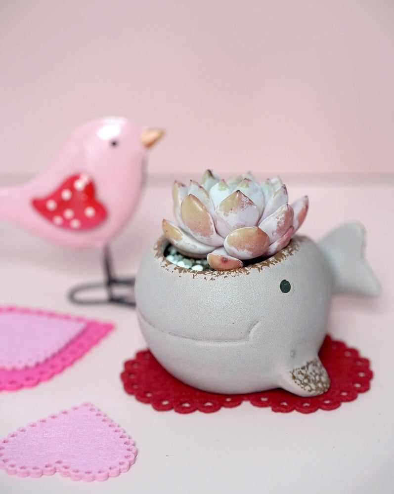 "Grow Your Love" Whale Potted Korean Succulents Arrangement