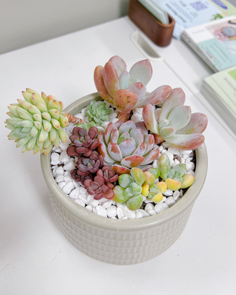 Assorted Korean Succulent Arrangement