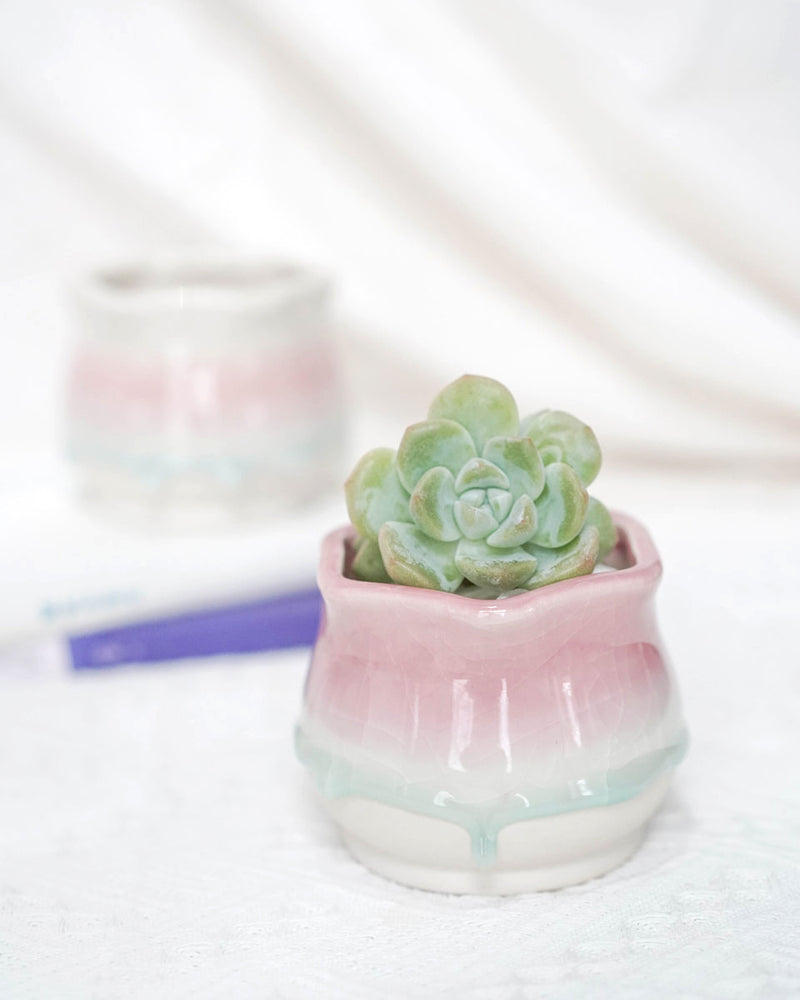 Dripping Glazed Lotus - pink/purple